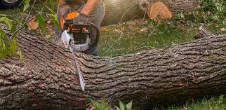 How Our Tree Care Process Works  in  Marlton, MD